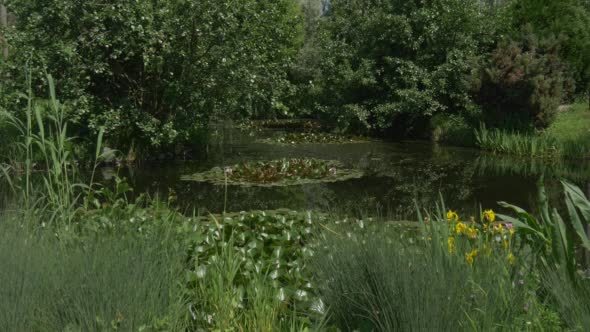 Swampy Pond in the Park, Water Lilies