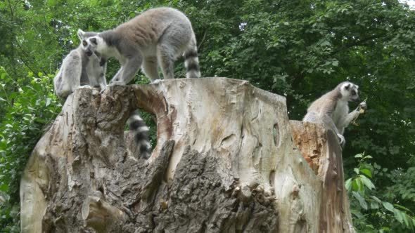 Three Lemurs Walking by a Big Stamp