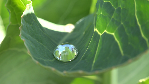 Dew Drops on a Leaf 1