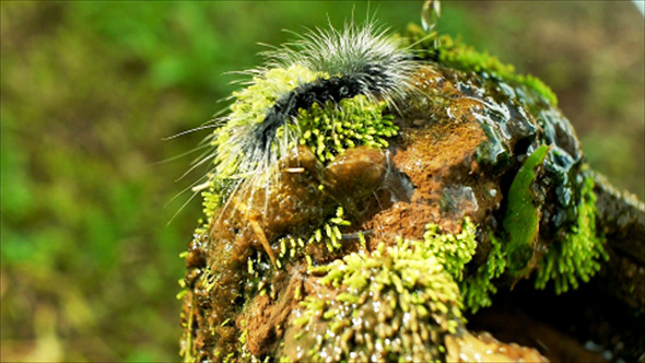 Caterpillar Crawling On Wet Moss