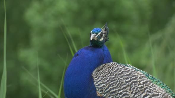 Common Peafowl,Bird, Blue Peacock's Head And Neck