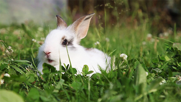 White Bunny in a Grass