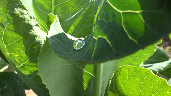 Dew Drops on a Leaf 2