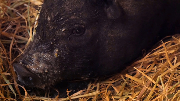 Vietnam Black Little Pig In The Barn
