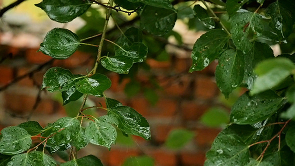 Water Drops On Fresh Green Leaves Slow Motion