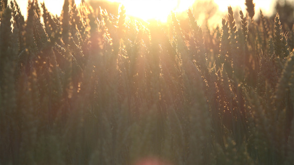 Wheat Field 2