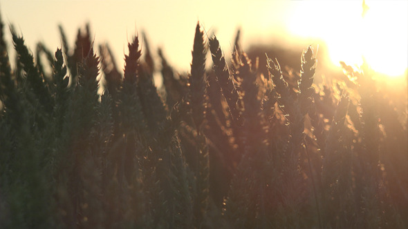 Wheat Field 4