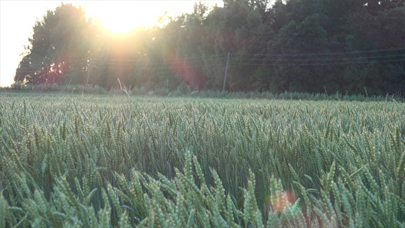 Wheat Field 5