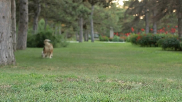 Rough Collie Runs