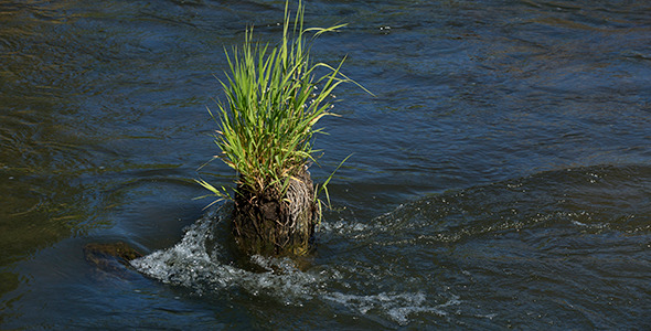 Forest River