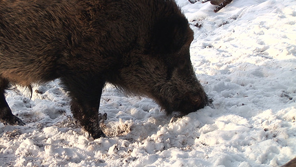 A Boar Delving The Snow