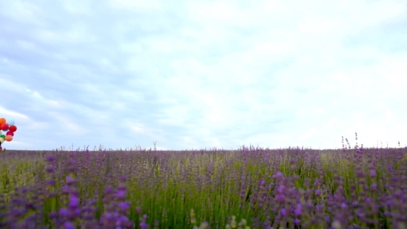 A Child Runs Across The Field Of Lavender