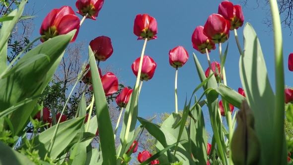Red Tulips in the Spring Garden