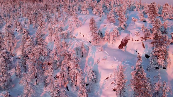 Aerial view of a forest in winter in Overtornea, Sweden.