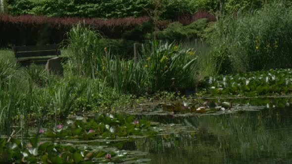 Rippling Pond's Water, Lilies' Islands, Bushes