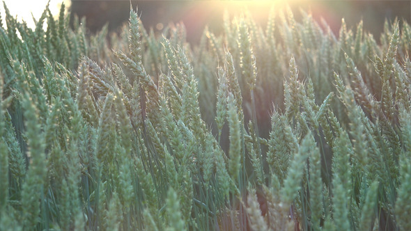 Wheat Field 7