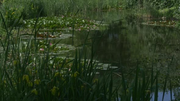 Pond Surface with Water Lilies and Yellow Flowers