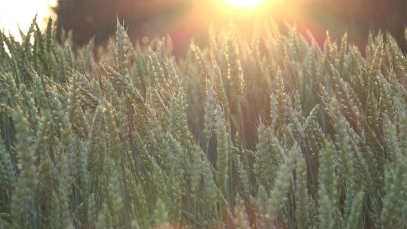 Wheat Field 8