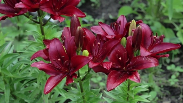 Red Lily Flower