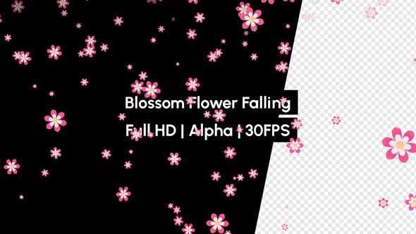 Pink Blossom Flower Falling with Alpha