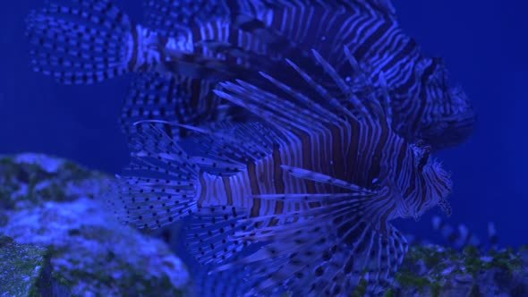 Two Red Lionfish, Pterois Volitans, Striped Coral