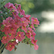 Pink Petunia Flowers - VideoHive Item for Sale