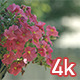 Pink Petunia Flowers - VideoHive Item for Sale