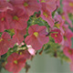 Pink Petunia Flowers - VideoHive Item for Sale