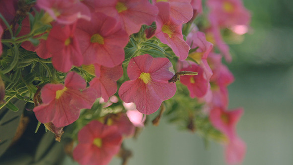 Pink Petunia Flowers