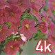 Pink Petunia Flowers - VideoHive Item for Sale