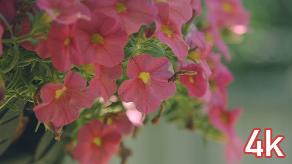 Pink Petunia Flowers