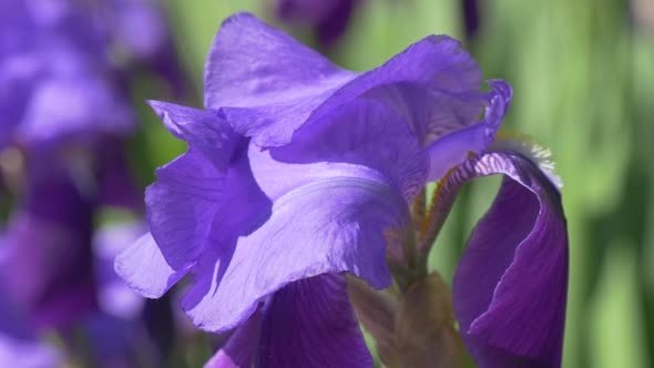 Violet Irise Petals, Blurred Flowers on