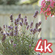 Beautiful Flowers - VideoHive Item for Sale