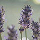 Purple Lavender Flowers - VideoHive Item for Sale