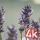 Purple Lavender Flowers - VideoHive Item for Sale