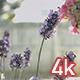 Purple Lavender Flowers - VideoHive Item for Sale