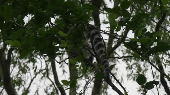 Two Lemurs Behind the Branch