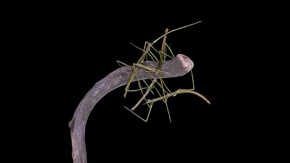 Stick Insect Medauroida Extradentata, Family Phasmatidae.