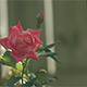 Red Rose Flower - VideoHive Item for Sale