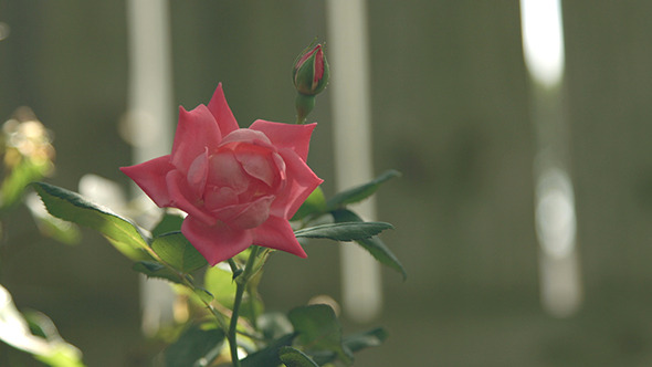 Red Rose Flower