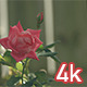 Red Rose Flower - VideoHive Item for Sale