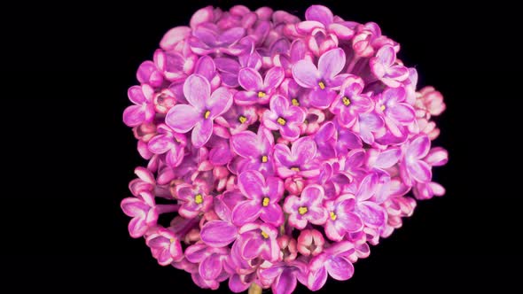 Beautiful Time Lapse of Opening Violet Flower of Lilac on a Black Background