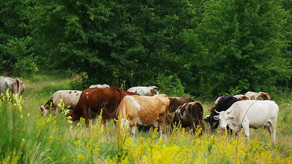 Cows Grazing On Green Summer Meadow