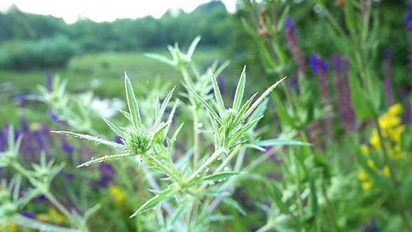 Eryngium Campestre Growing In Nature Slow Motion