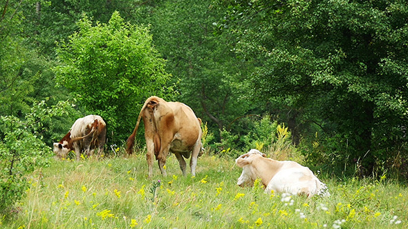 Cows Grazing On Green Summer Meadow Slow Motion
