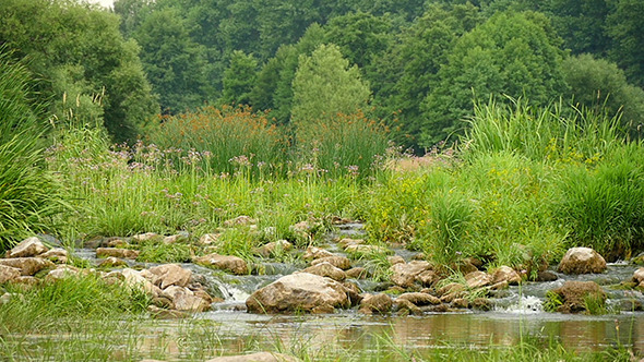 Landscape Of The River With Stones And Plants Slow alt