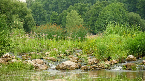 Landscape Of The River With Stones And Plants Slow