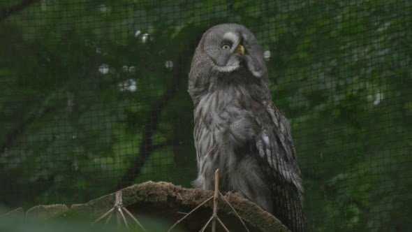 Great Grey Owl is Turning Head, Cage Grate