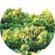 Wind on Green Vineyard - VideoHive Item for Sale
