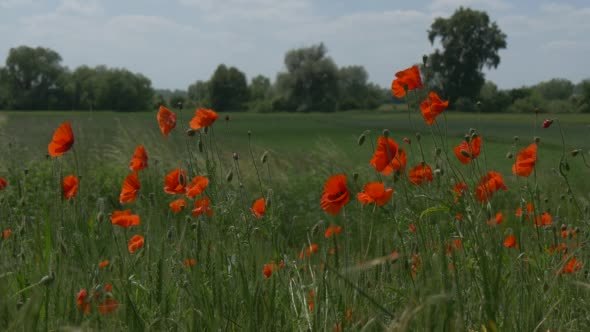 Red Poppies' Field, Papaver, Flowers, Green Grass